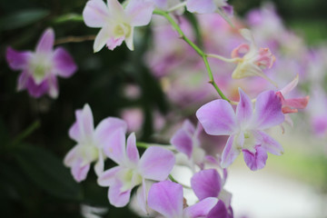 Purple orchid flower in garden
