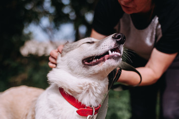 Shelter dog smiling, woman petting dog blurred