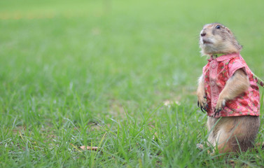 Naklejka na ściany i meble Prairie dog wearing a shirts standing on green grass.
