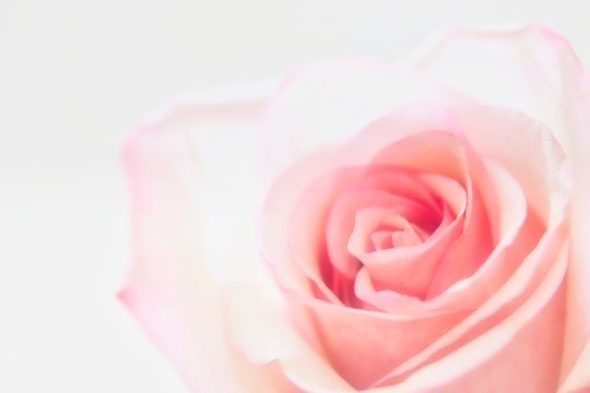 A close up photo of a cute pastel pink colored rose on white background.