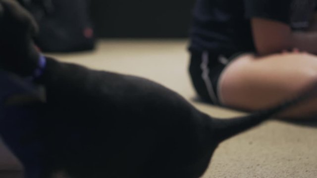 Young dog having play time with its master in house. The puppy pulls and chews the softy toy.