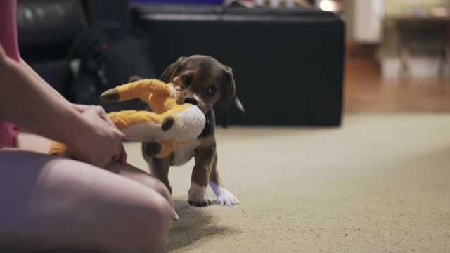 Young puppy having play time with its master in house. The puppy pulls and chews the softy toy.