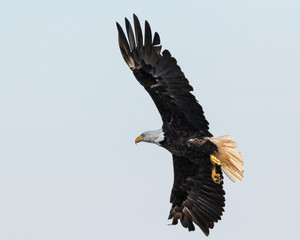 Bald eagle in flight with wings fully spanned