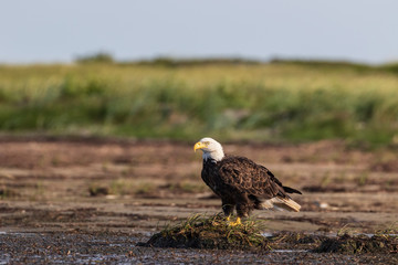 Bald eagle in Kouchibouguac National Park, New Brunswick, Canada