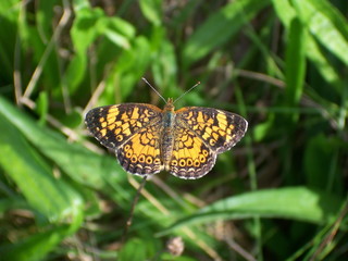 pearl crescent butterfly