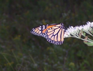Fototapeta na wymiar monarch butterfly (profile view)