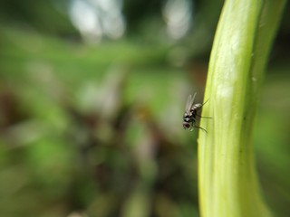 ladybug on a leaf