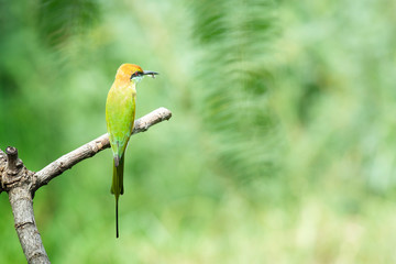 beautiful bird Chestnut headed Bee eater on a branch.(Merops leschenaulti) with green background