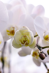 Fototapeta na wymiar Close up white orchid blooming in orchid garden
