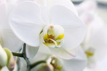 Close up white orchid blooming in orchid garden