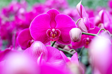 Fototapeta na wymiar Purple orchid blooming in orchid garden