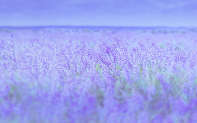 Fototapeta premium Gentle Lilac Floral Background Of Blossom Field