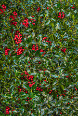 Christmas Holly Background with Red Berries.  Traditional Xmas plant. Holly branch.