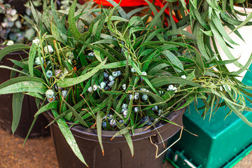 Bunch of Christmas  mistletoe plant on a market  in Europe. Omela. Traditional Christmas symbol