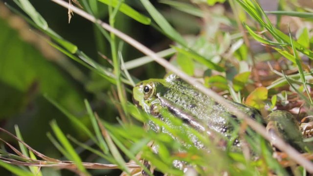 A closeup of a green frog at the lake at another angle