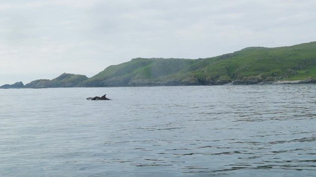 Slow motion of group of common Atlantic dolphins with island in the background