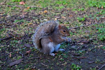 squirrel eating nut