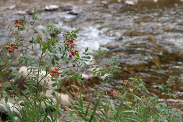 red berries on plant with river flowing in background