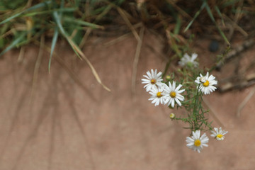 white wildflowers on right