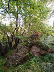 Brown stone with green grass