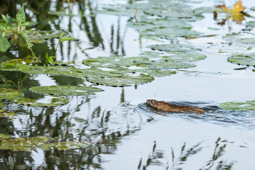 An swimming rat