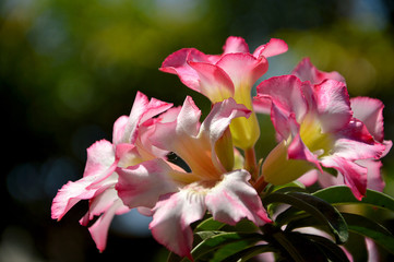 pink flowers in the garden