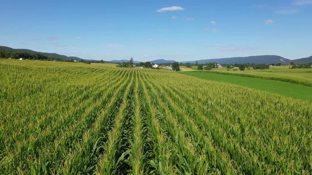 Aerial Big Valley Kishacoquillas Pennsylvania corn farm Amish. Settled late 1700's as pioneer religious settlement. Old Mennonite town. Rural old farming landscape. Horse driven equipment.