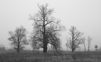 trees on a field at dusk