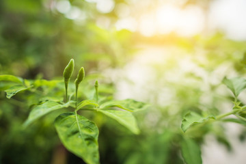  Fresh peppers on the tree and morning light