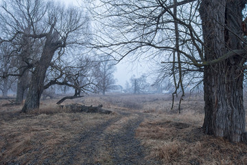 trees on a field at dusk