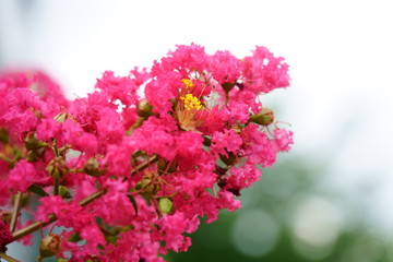 赤い百日紅の華やかな花