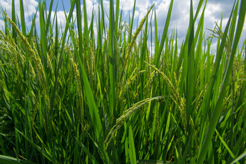 Green rice field with blue sky and cloud.