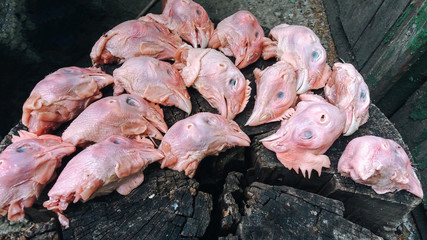 Cut off chicken heads. The concept of animal abuse, the benefits of vegetarianism and plant-based nutrition. Fear, death, home livestock. © shchus