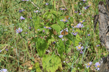 multiple moths on purple wildflowers