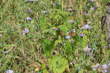 moths on purple wildflowers