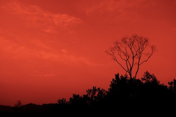 Silhouette Sunset with tree and sky background