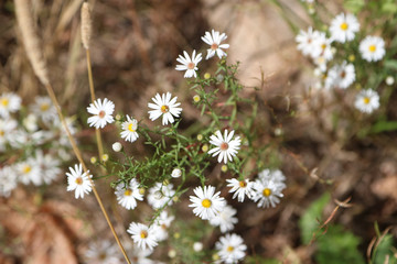 field of daisies