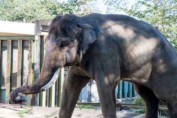Fototapeta na wymiar Asian elephant with broken tusk
