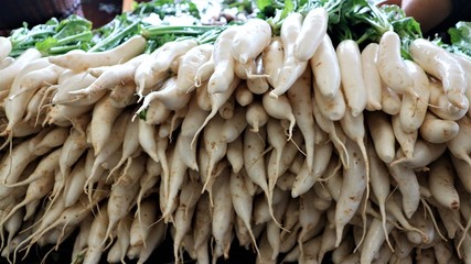 A lot of white radishes are systematically arranged in the fresh vegetable garden of Thailand.(a swollen pungent-tasting edible root, especially a variety that is small, spherical, and red, and eaten 