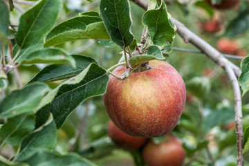 Red apples on a tree branch in orchard nice autumn day.