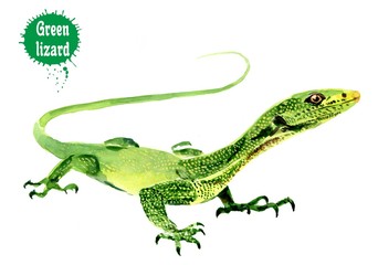 Watercolor drawing of a green lizard.