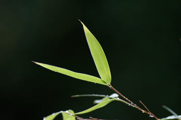 Bambusblätter mit schwarzen Hintergrund