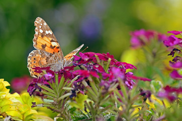 Schmetterling