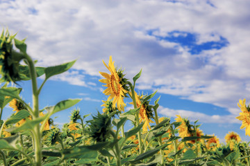 Fototapeta na wymiar Sunflower with blue sky.