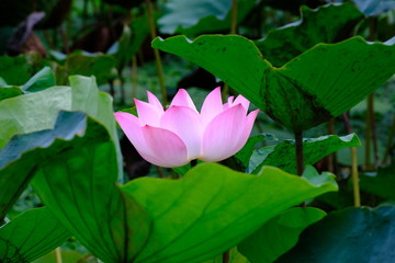 Fototapeta premium Pink lotus grown up and blooming in the pond after rain.