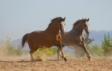 Obraz premium beautiful horses of the American curl and argentinian breeds gallop together against the backdrop of the mountains