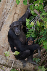 Chimpanzee (Pan troglodytes) in The Gambia