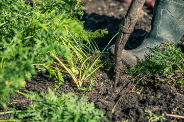 digging up the crop. digging with a pitchfork in the ground