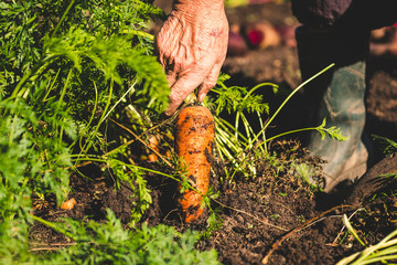 hand picking carrots. farmer harvests carrots.