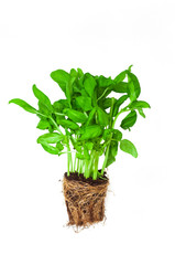 Naklejka premium Fresh green basil in the ground with roots isolated on a white background. Garden. Farming. Sprouts of basil. Bunch basilica